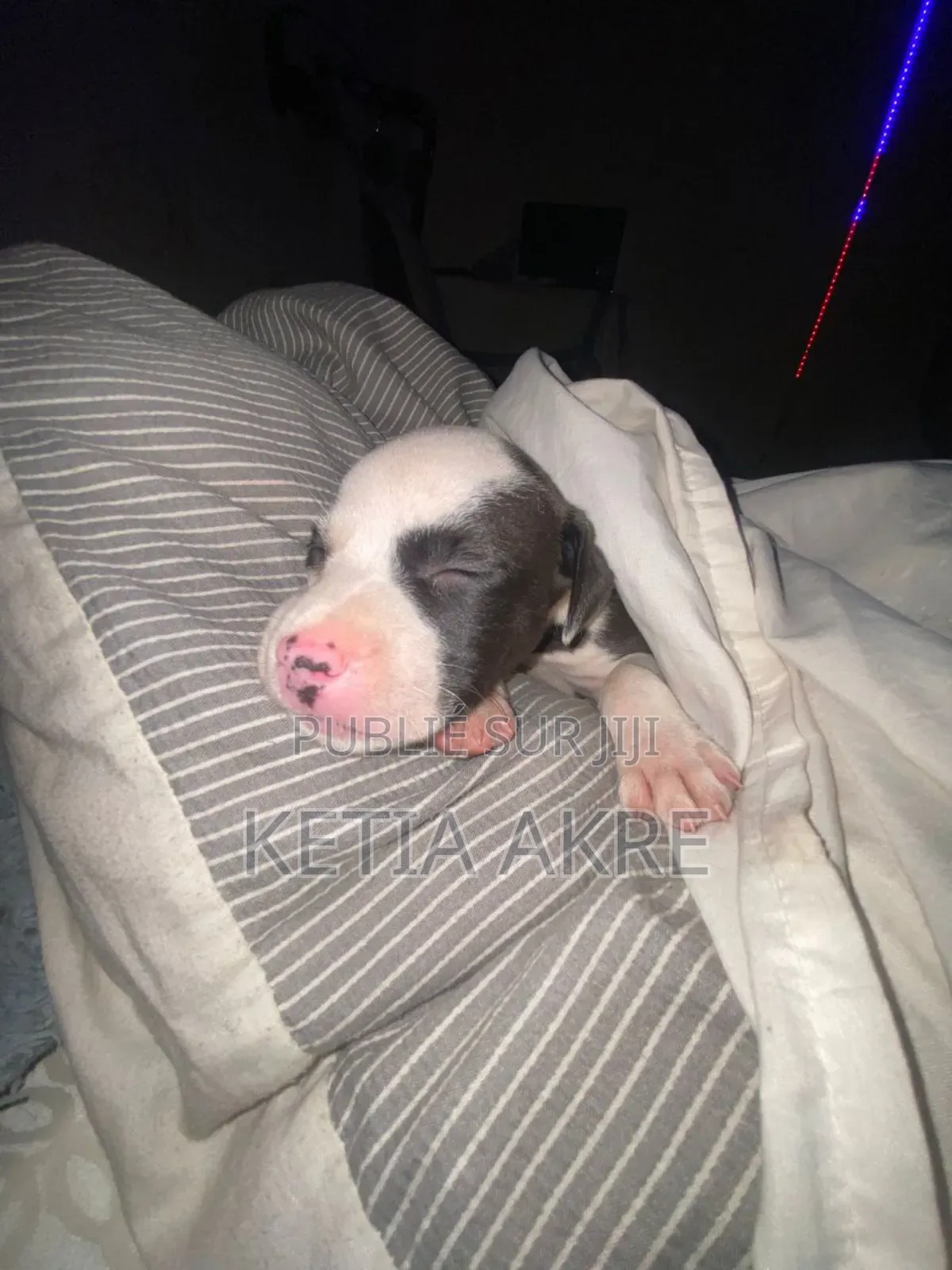 1-3 mois Femme Pure race American Pit Bull Terrier