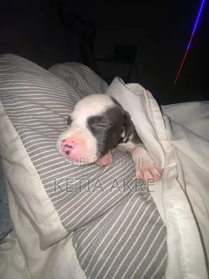 Photo - 1-3 mois Femme Pure race American Pit Bull Terrier