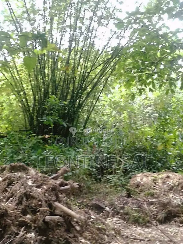 Parcelle d'Un Hectare en Vente