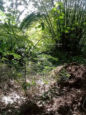 Parcelle d'Un Hectare en Vente