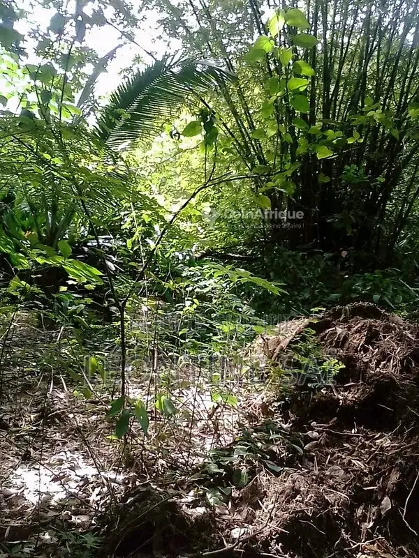 Parcelle d'Un Hectare en Vente