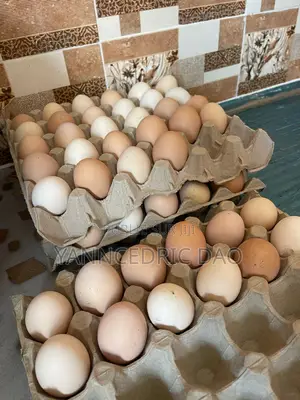 Oeuf Fécondé Bon Taux d'Eclosion