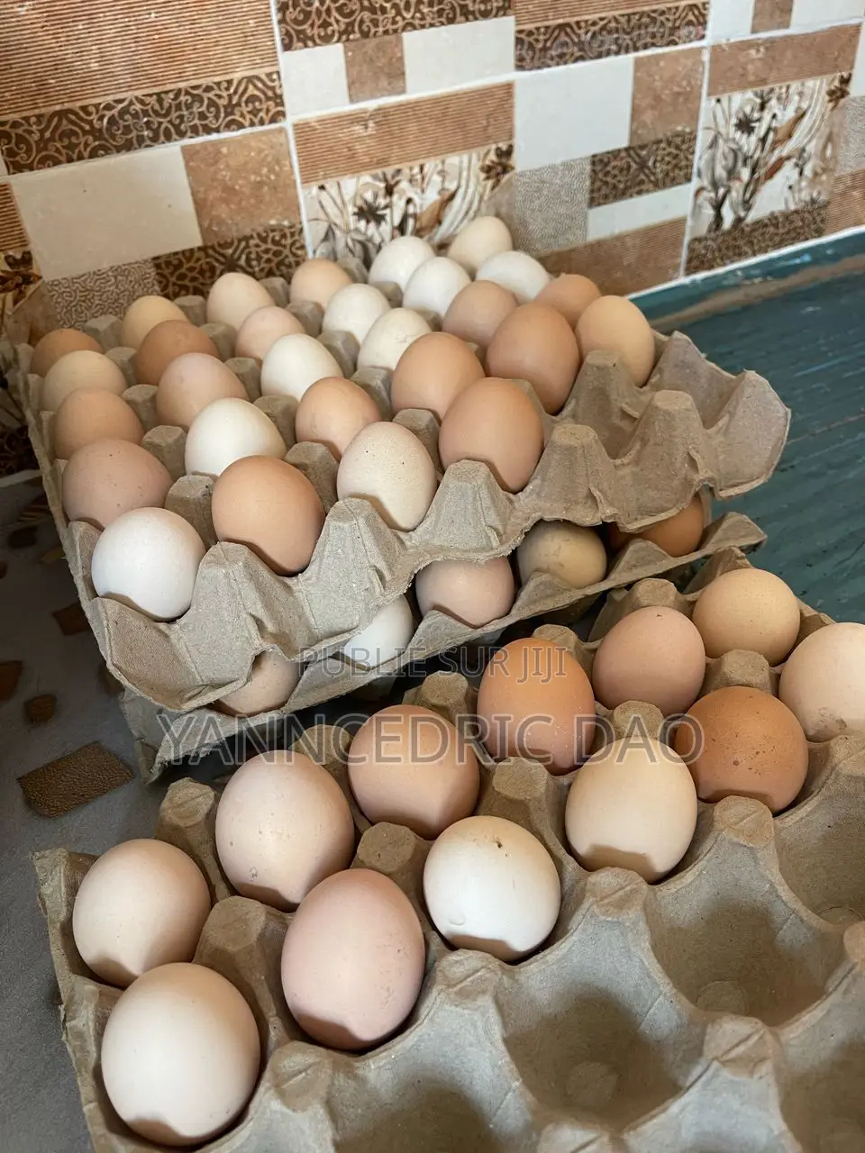 Oeuf Fécondé Bon Taux d'Eclosion