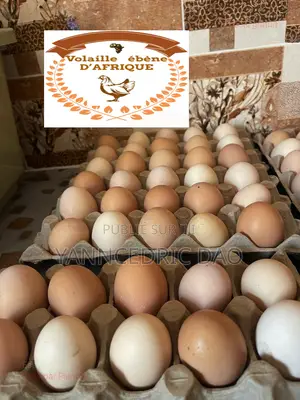 Oeuf Fécondé Bon Taux d'Eclosion