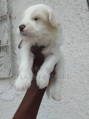 Photo - 1-3 mois Homme Pure race Bichon Frise