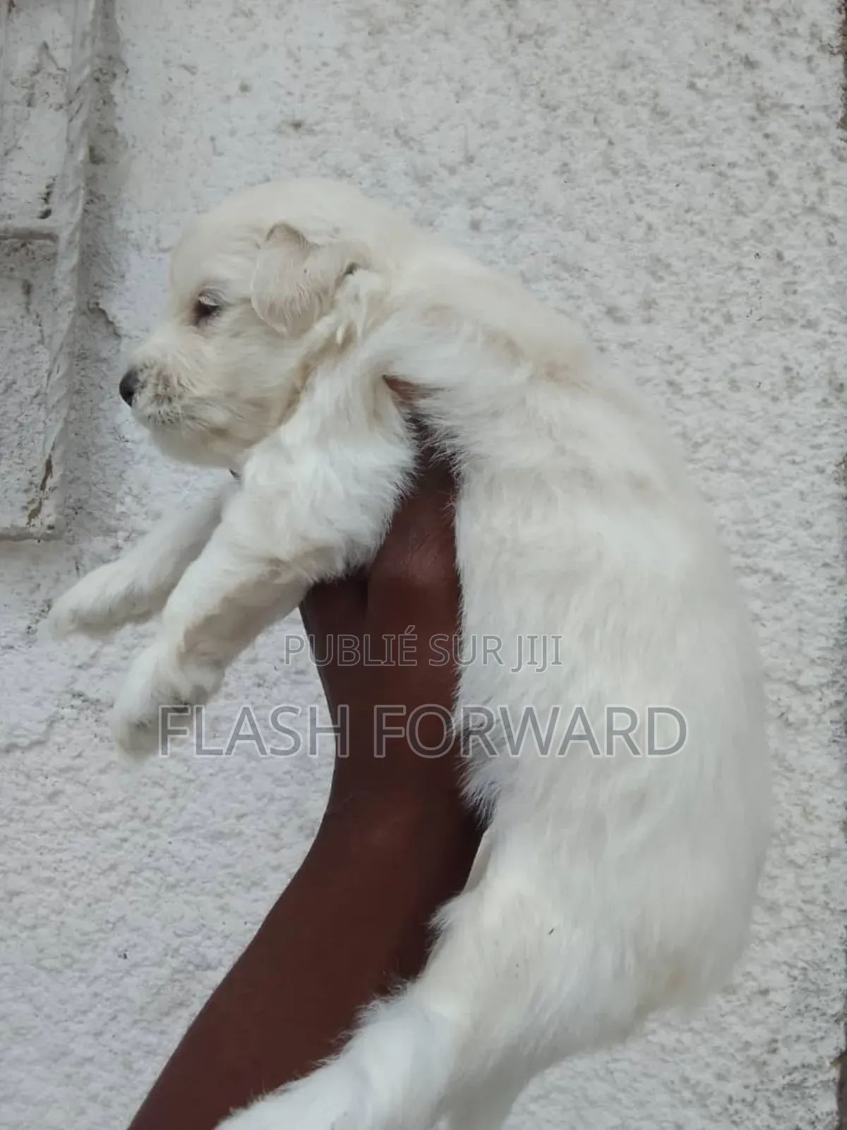 1-3 mois Homme Pure race Bichon Frise