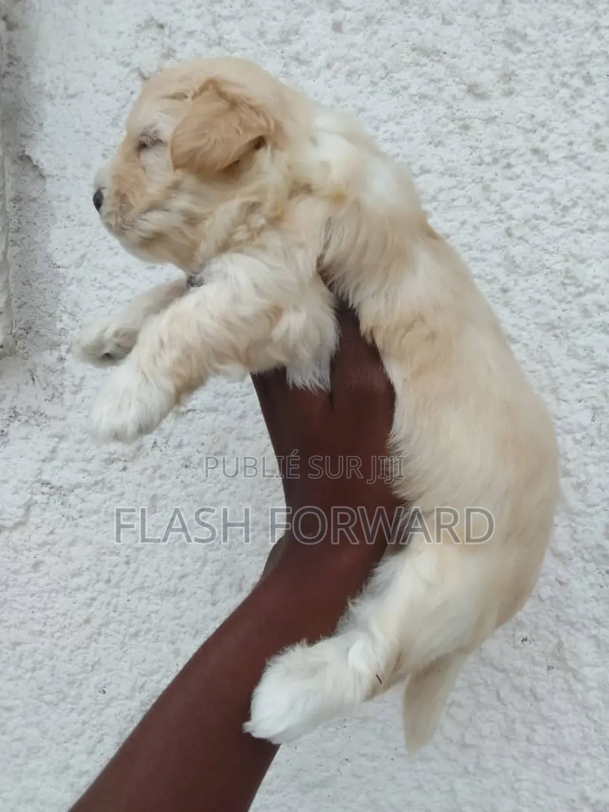 1-3 mois Homme Pure race Bichon Frise