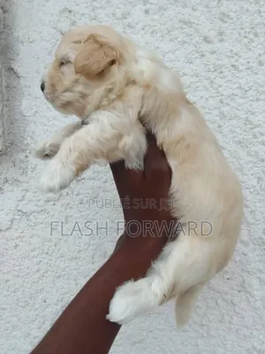 1-3 mois Homme Pure race Bichon Frise