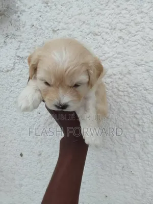 1-3 mois Homme Pure race Bichon Frise