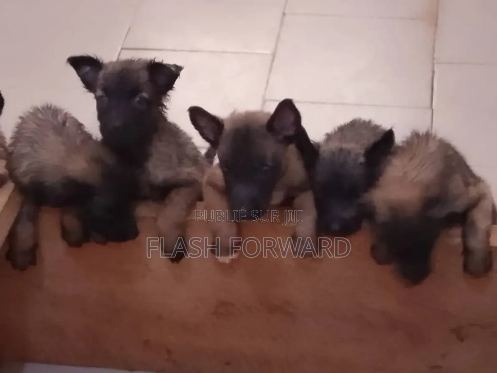1-3 mois Homme Pure race Belgian Malinois