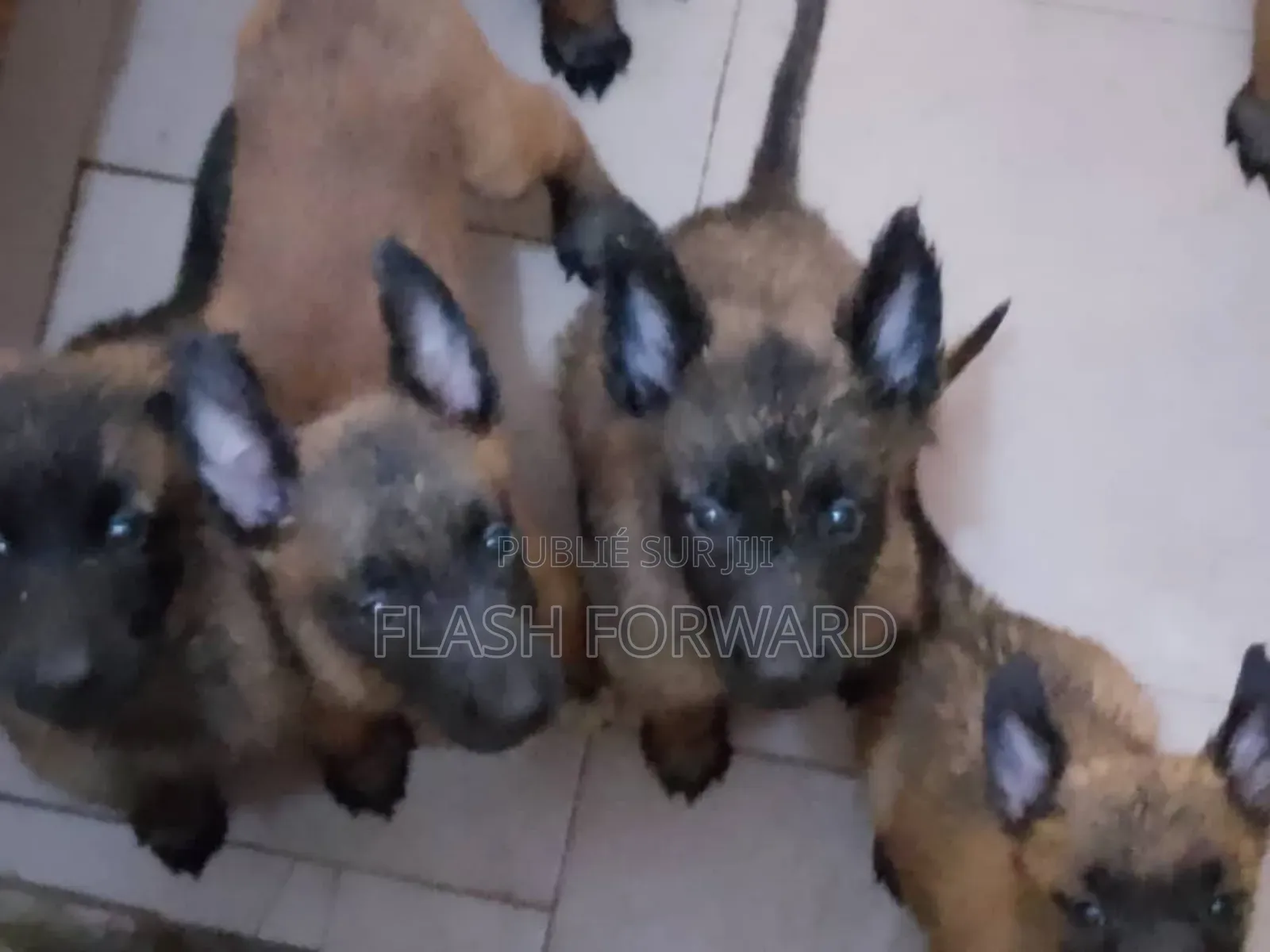 1-3 mois Homme Pure race Belgian Malinois