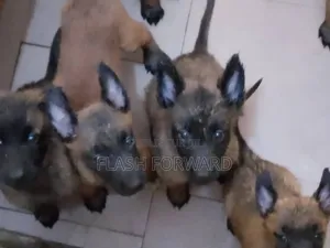 1-3 mois Homme Pure race Belgian Malinois