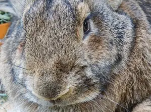 Photo - l'Espèce De Lapin Est Presque Plus Grande Que Les Chèvres