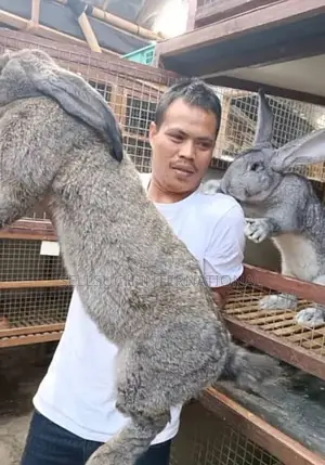 l'Espèce De Lapin Est Presque Plus Grande Que Les Chèvres