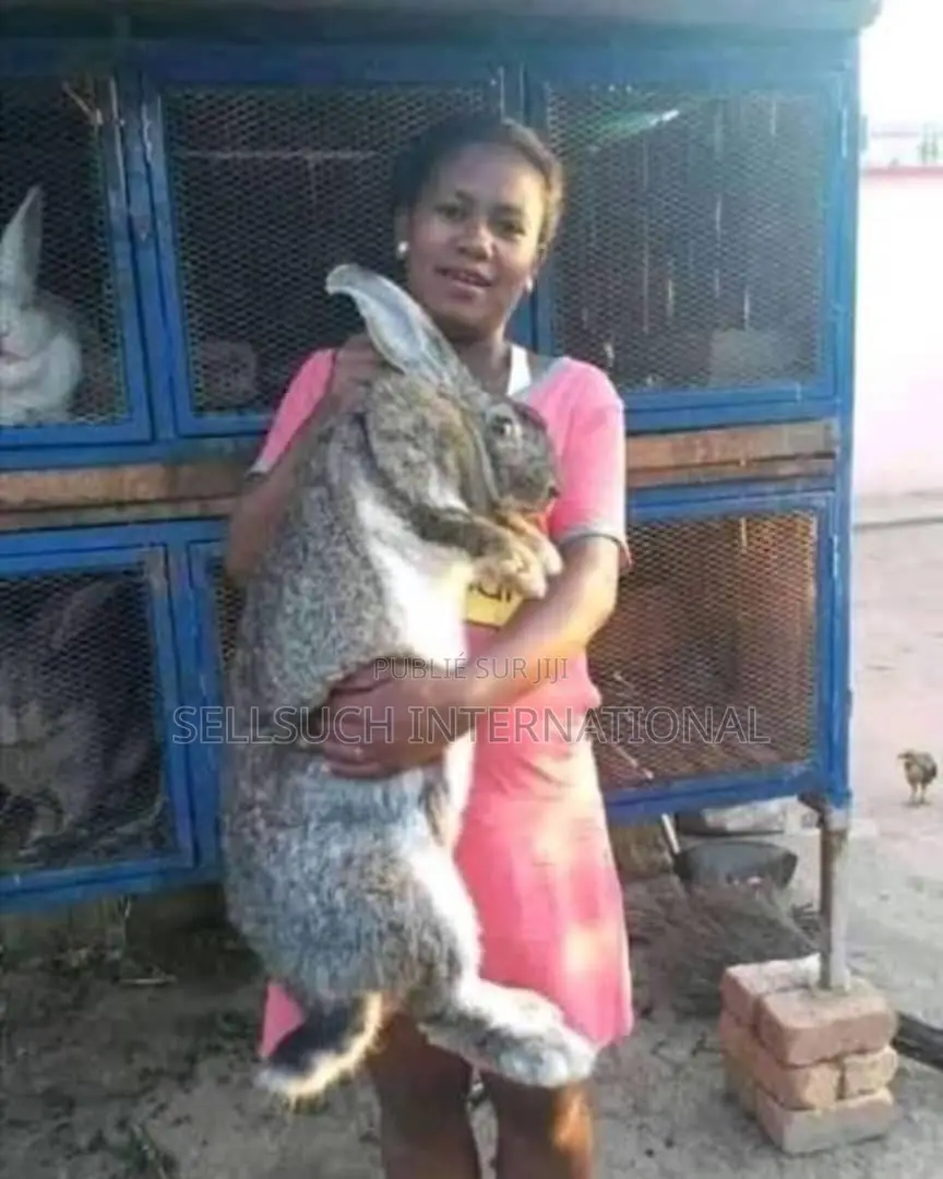 l'Espèce De Lapin Est Presque Plus Grande Que Les Chèvres