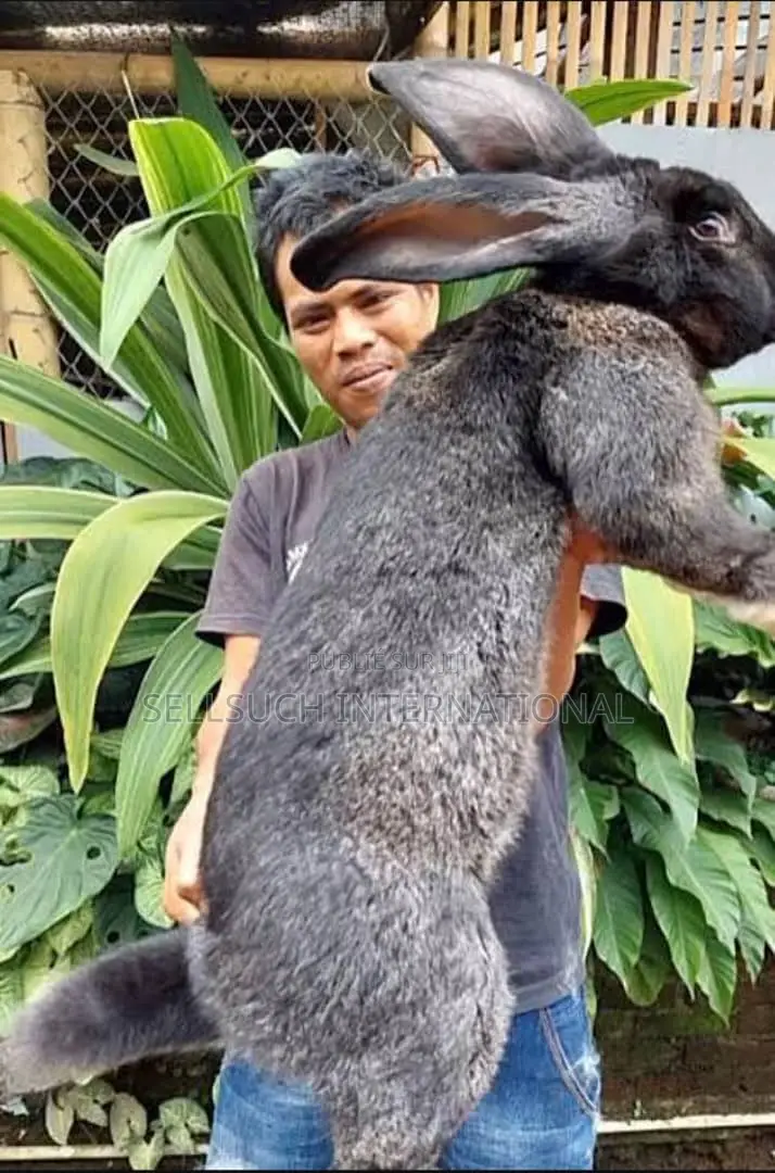 l'Espèce De Lapin Est Presque Plus Grande Que Les Chèvres