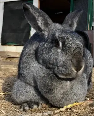 l'Espèce De Lapin Est Presque Plus Grande Que Les Chèvres