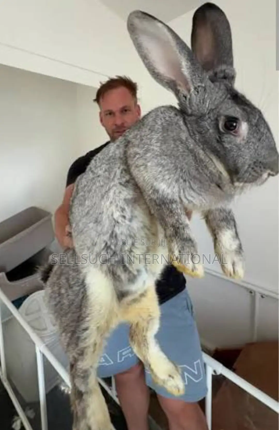 l'Espèce De Lapin Est Presque Plus Grande Que Les Chèvres