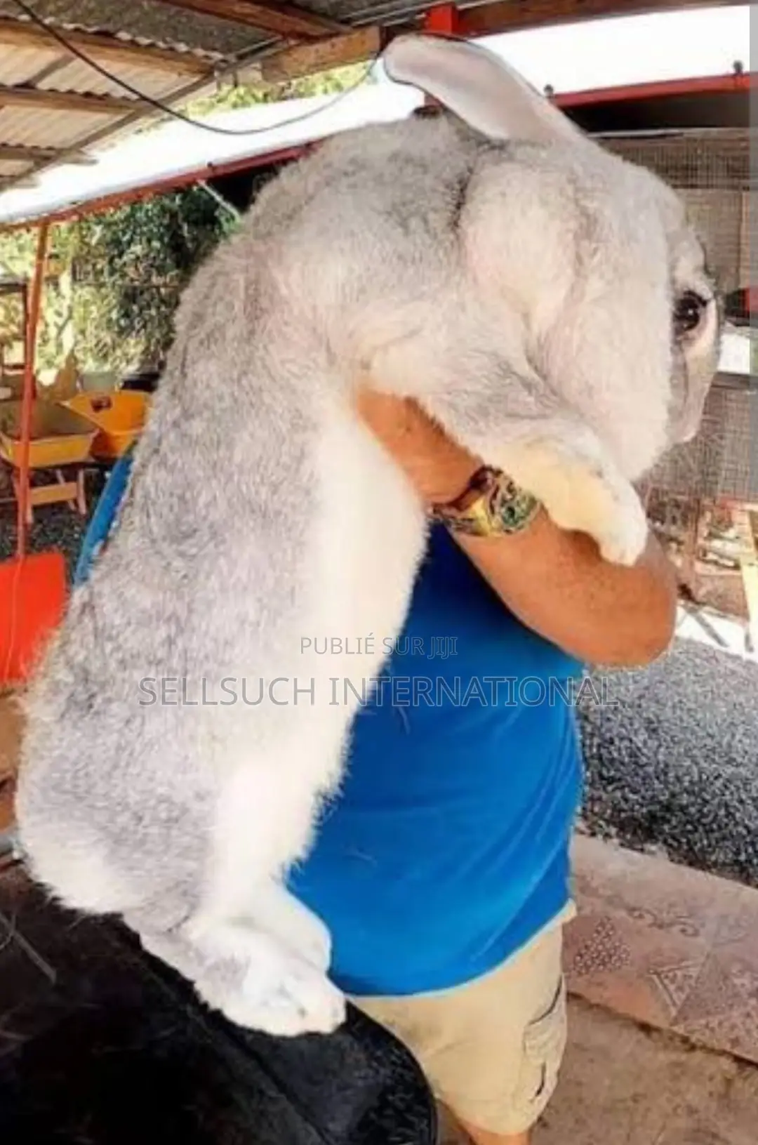 l'Espèce De Lapin Est Presque Plus Grande Que Les Chèvres