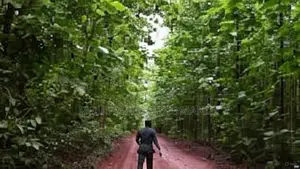 Photo - Forêt À Vendre