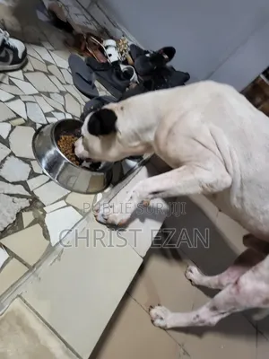 Plus d’un an Homme Pure race Staffordshire Bull Terrier