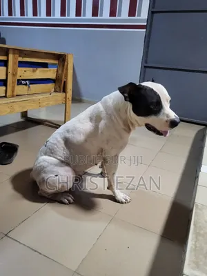 Plus d’un an Homme Pure race Staffordshire Bull Terrier