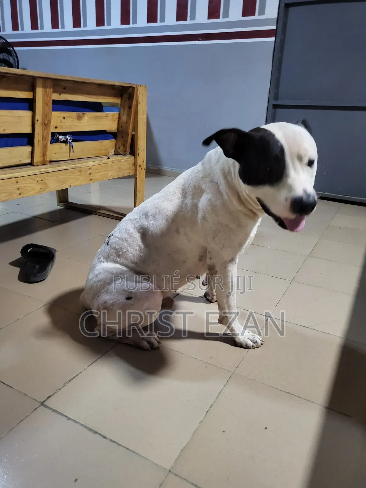 Plus d’un an Homme Pure race Staffordshire Bull Terrier