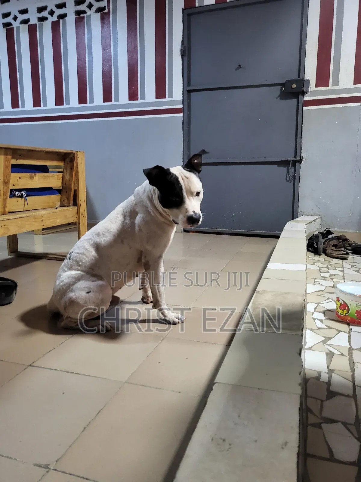 Plus d’un an Homme Pure race Staffordshire Bull Terrier