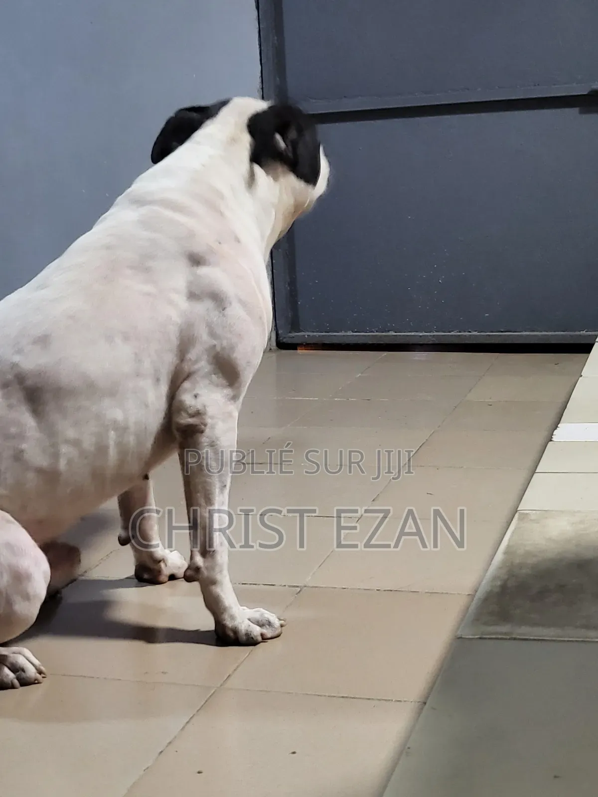 Plus d’un an Homme Pure race Staffordshire Bull Terrier