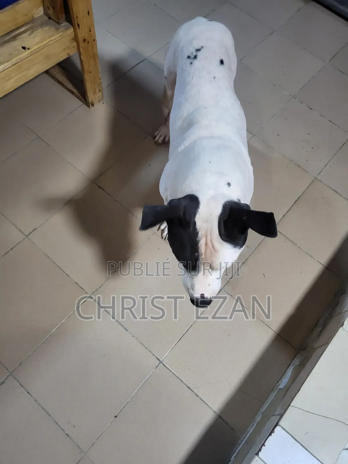 Plus d’un an Homme Pure race Staffordshire Bull Terrier