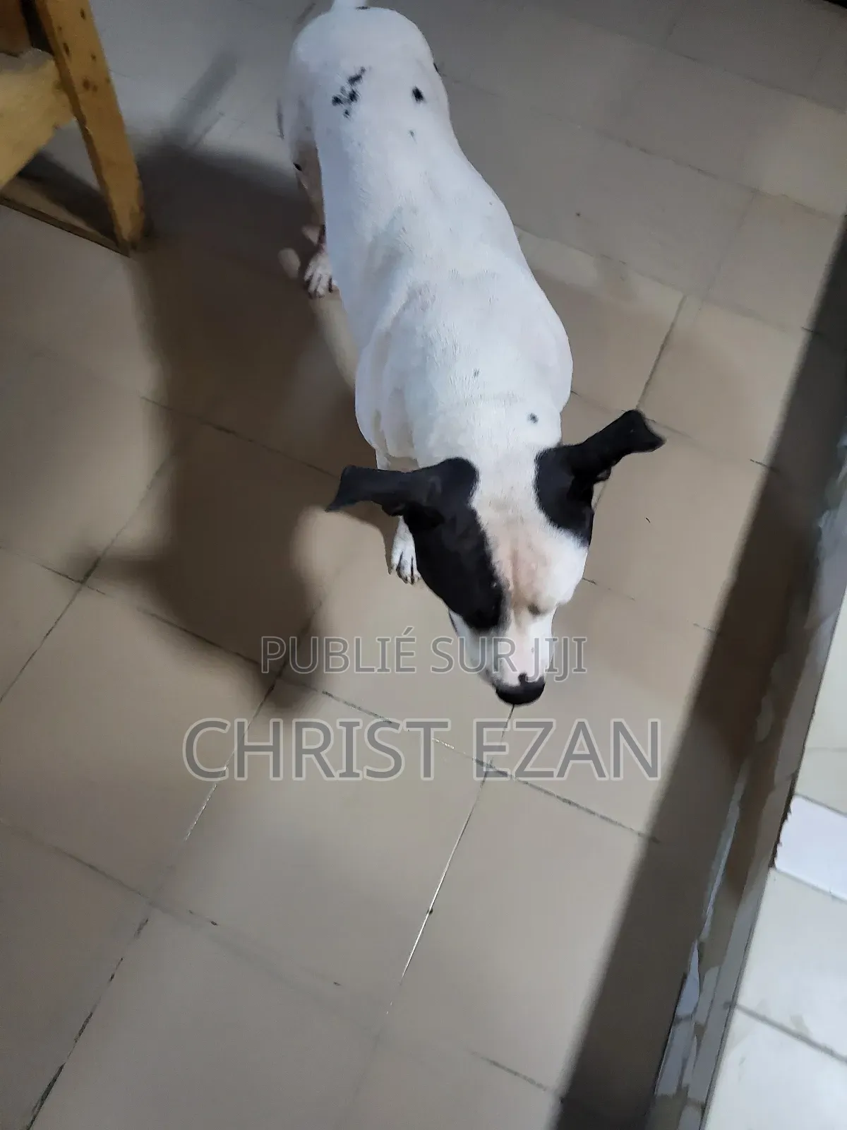 Plus d’un an Homme Pure race Staffordshire Bull Terrier