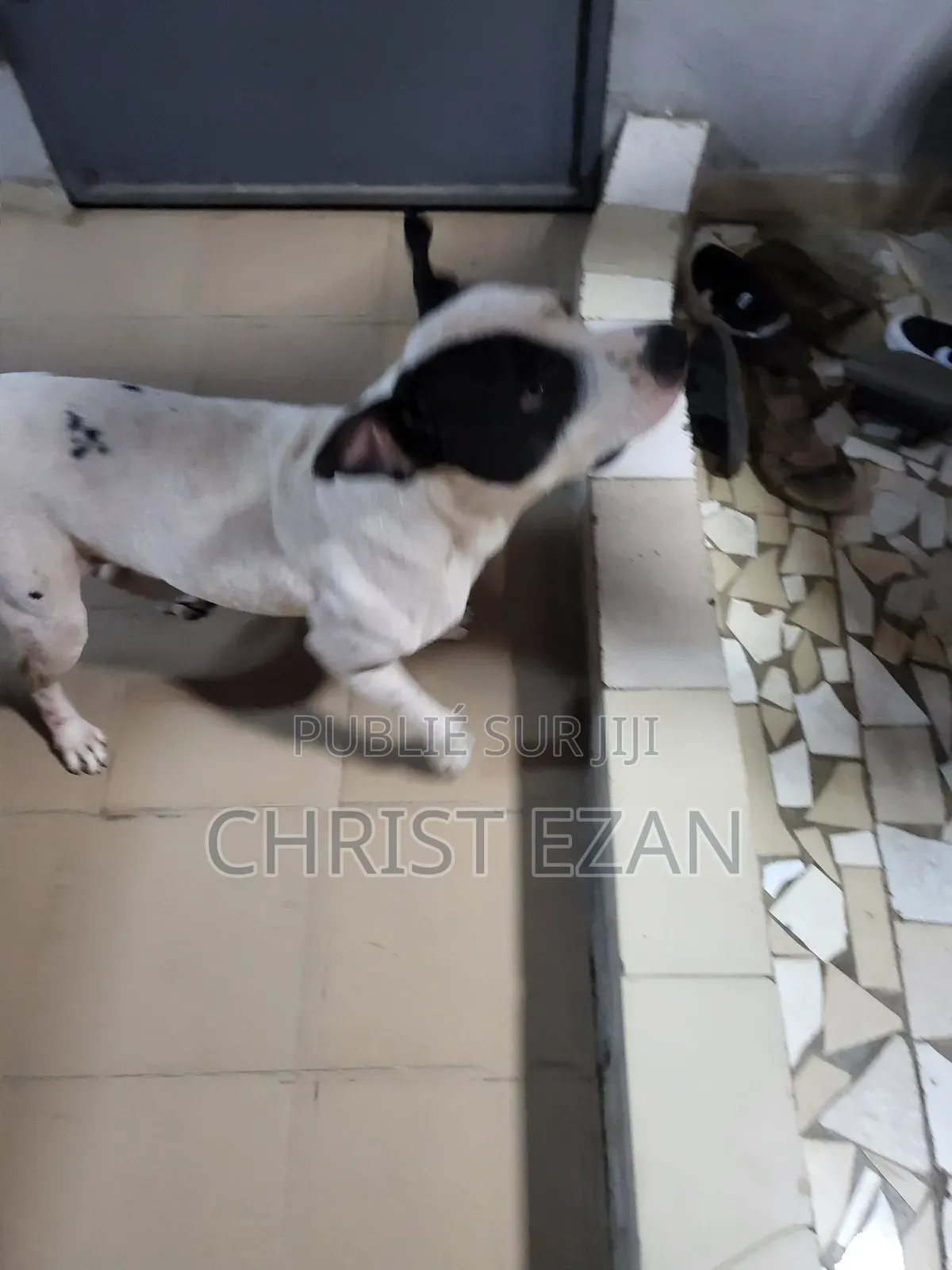 Plus d’un an Homme Pure race Staffordshire Bull Terrier