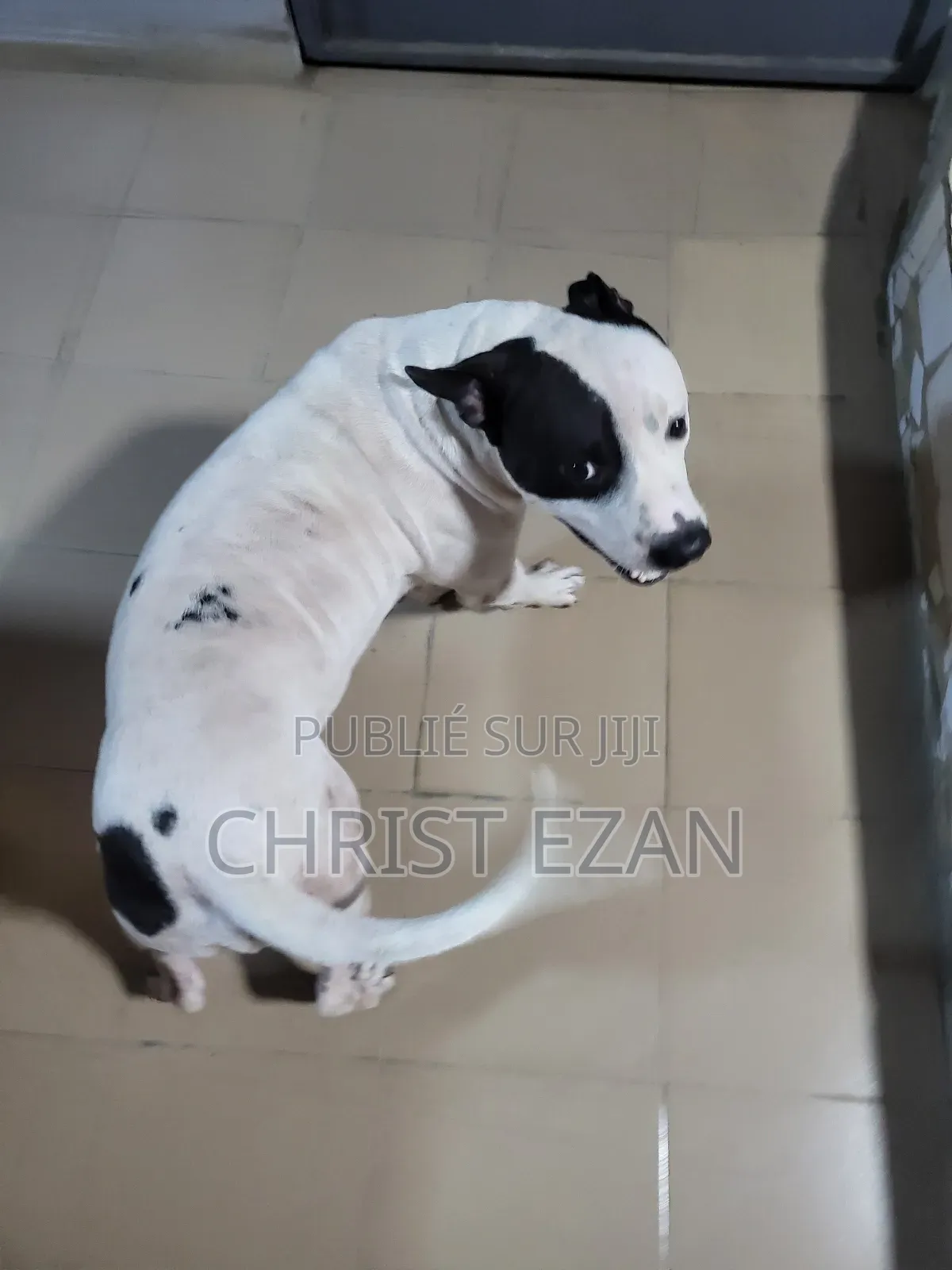 Plus d’un an Homme Pure race Staffordshire Bull Terrier