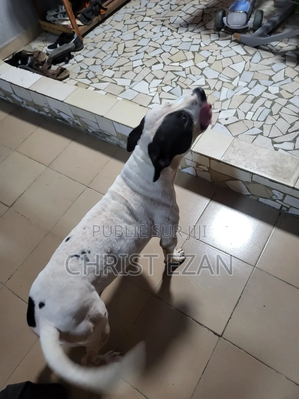 Plus d’un an Homme Pure race Staffordshire Bull Terrier