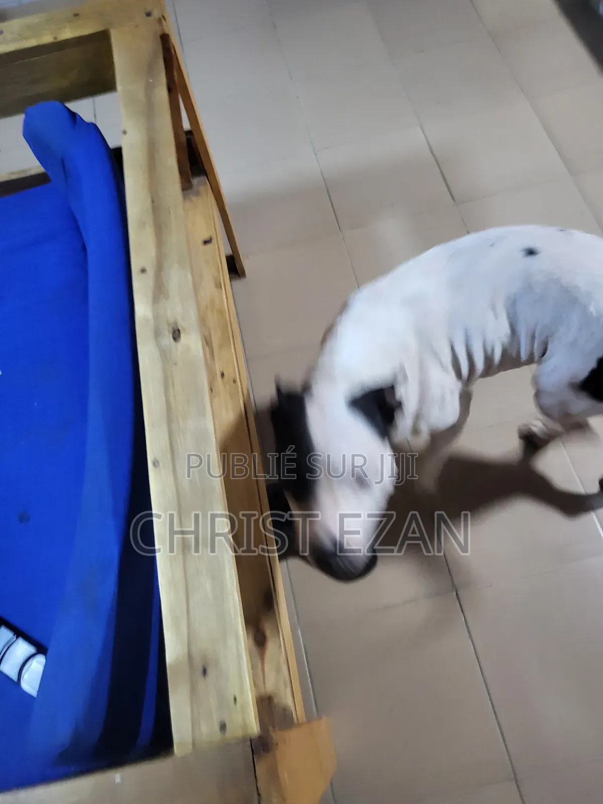 Plus d’un an Homme Pure race Staffordshire Bull Terrier