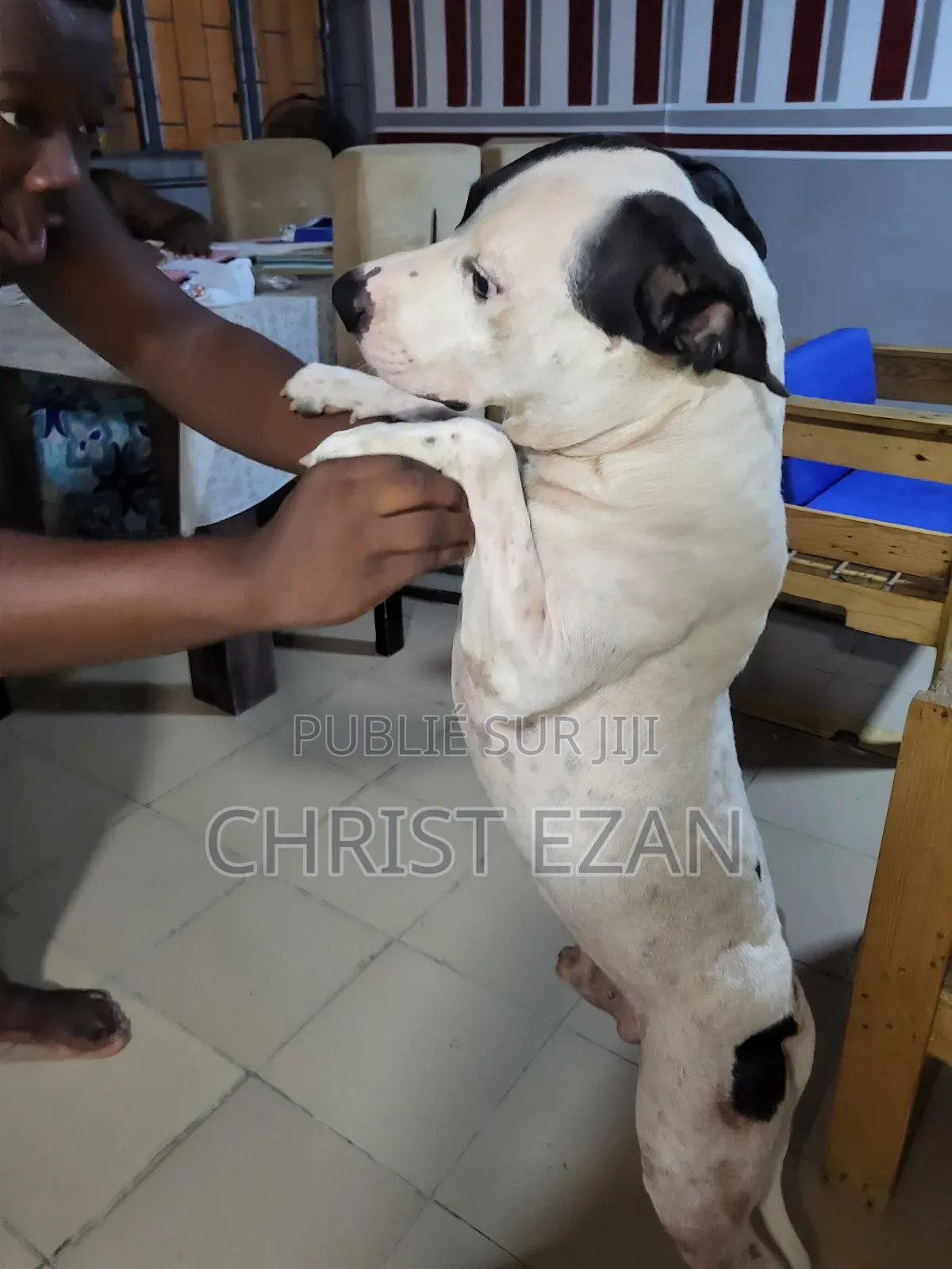 Plus d’un an Homme Pure race Staffordshire Bull Terrier