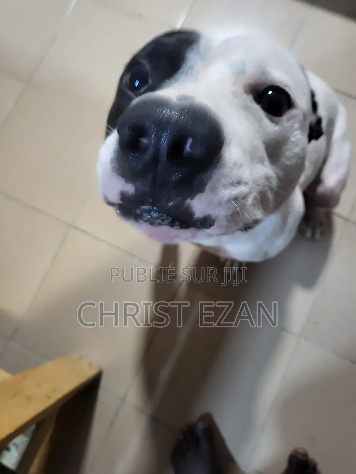 Plus d’un an Homme Pure race Staffordshire Bull Terrier