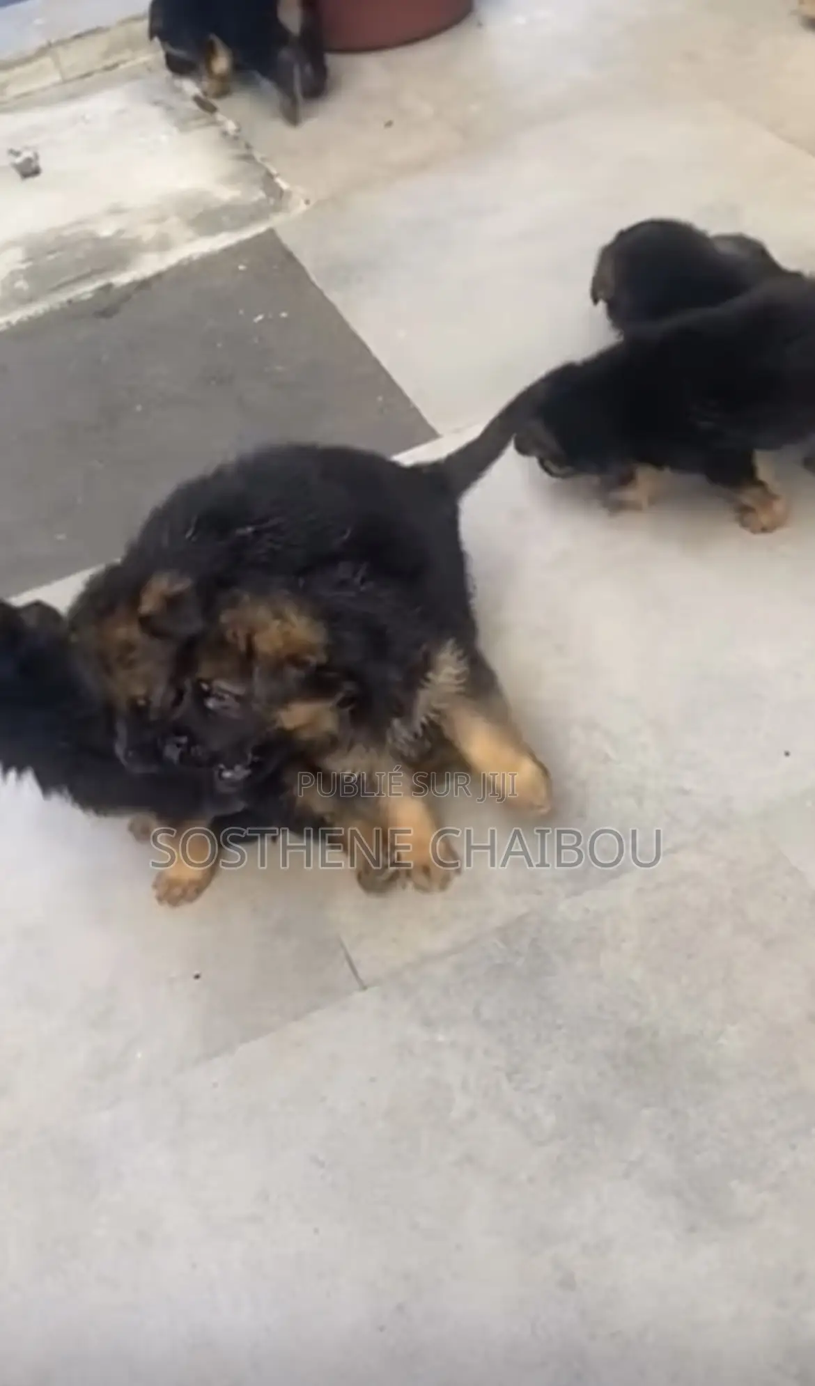 1-3 mois Homme Pure race German Shepherd