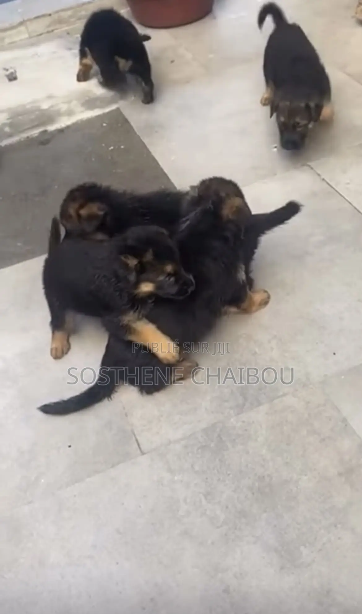 1-3 mois Homme Pure race German Shepherd