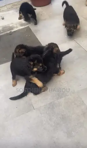 1-3 mois Homme Pure race German Shepherd