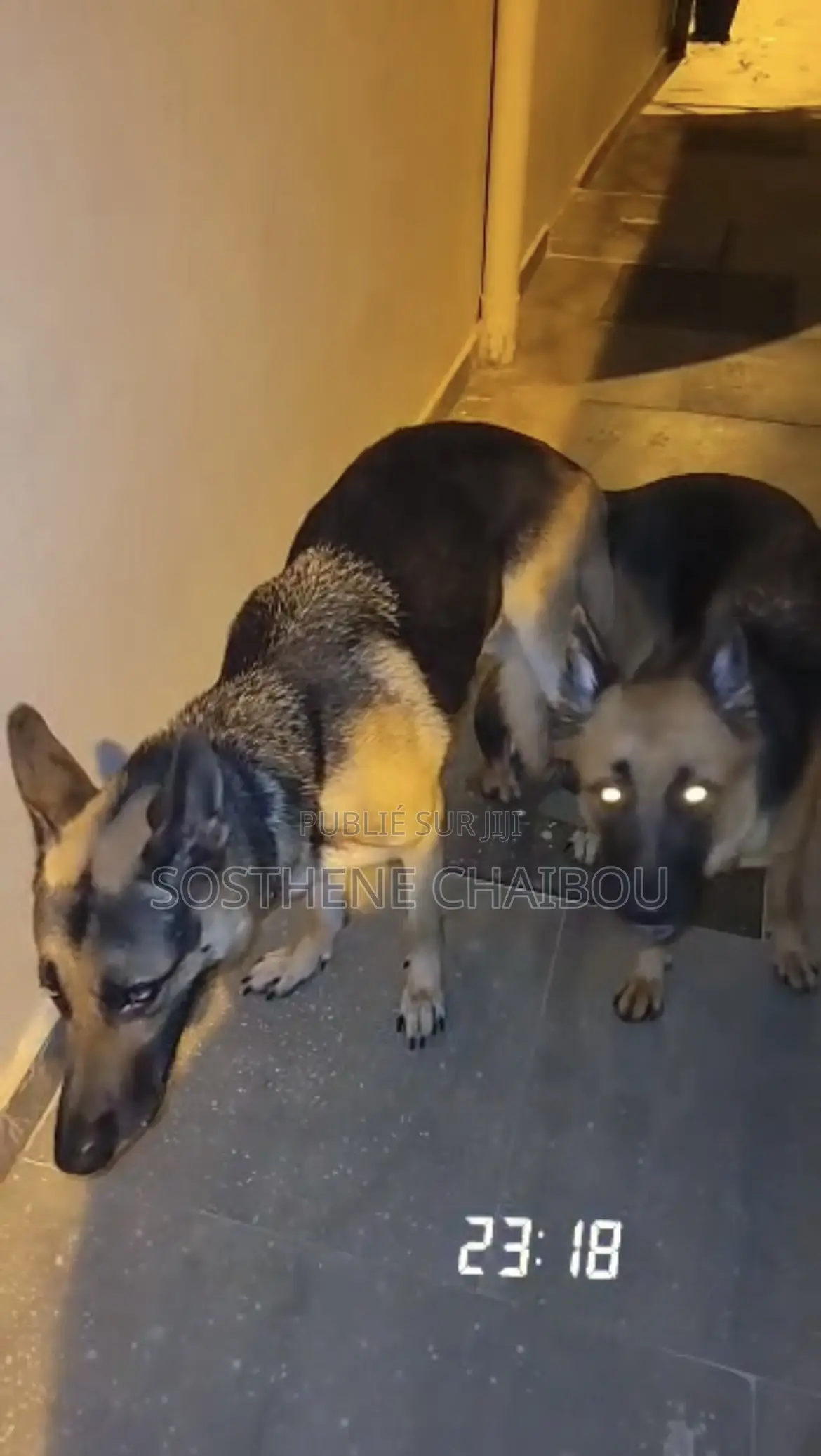 1-3 mois Homme Pure race German Shepherd