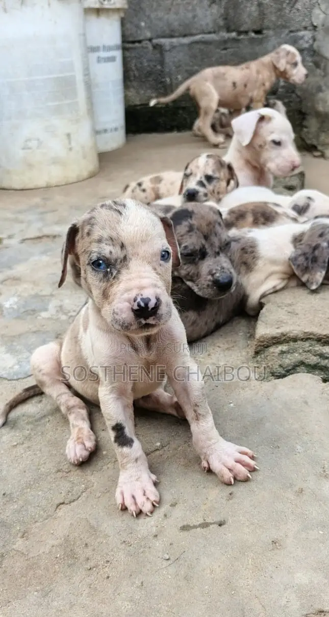 1-3 mois Homme Pure race Great Dane