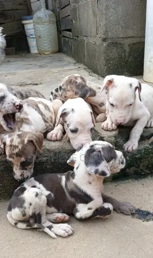 1-3 mois Homme Pure race Great Dane