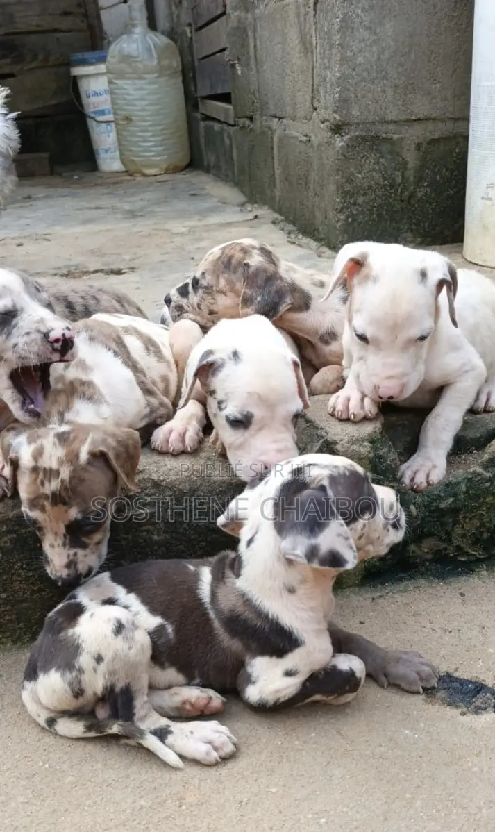 1-3 mois Homme Pure race Great Dane