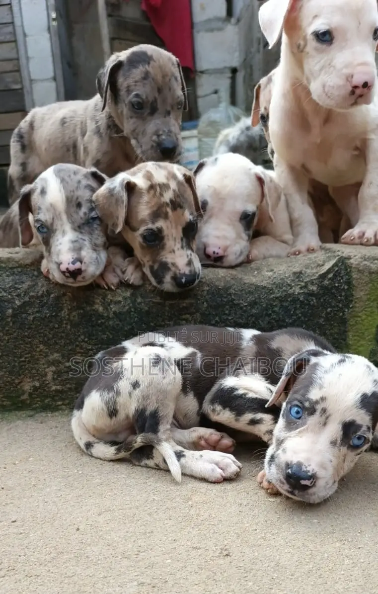 1-3 mois Homme Pure race Great Dane