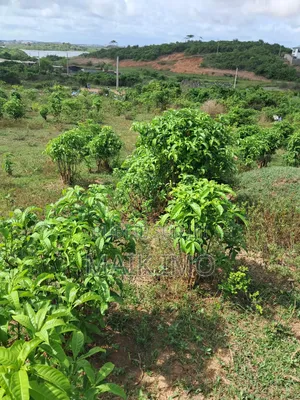 Terrain en Vente À San-Pedro