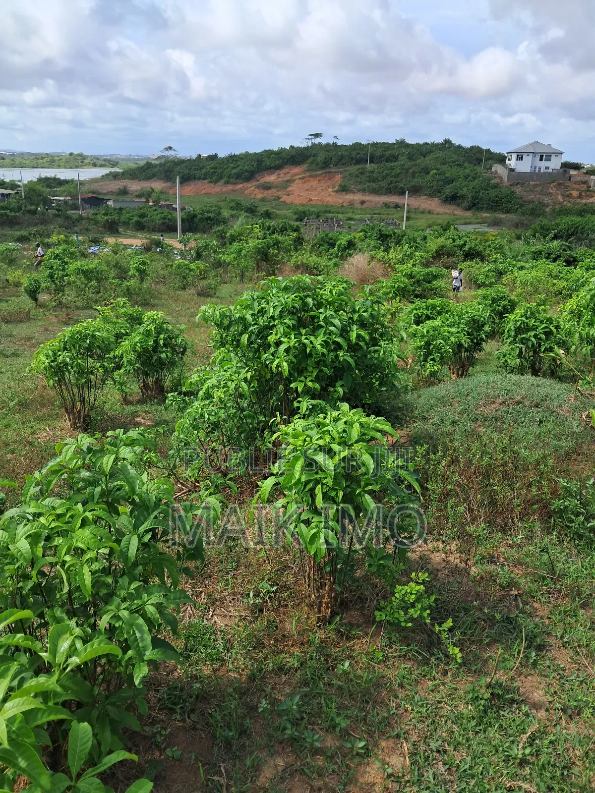 Terrain en Vente À San-Pedro