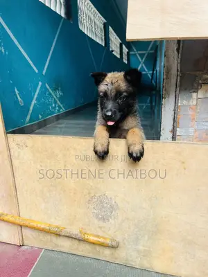 Photo - 1-3 mois Femme Pure race Belgian Malinois