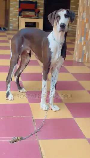 Photo - 6 à 12 mois Homme Pure race Great Dane