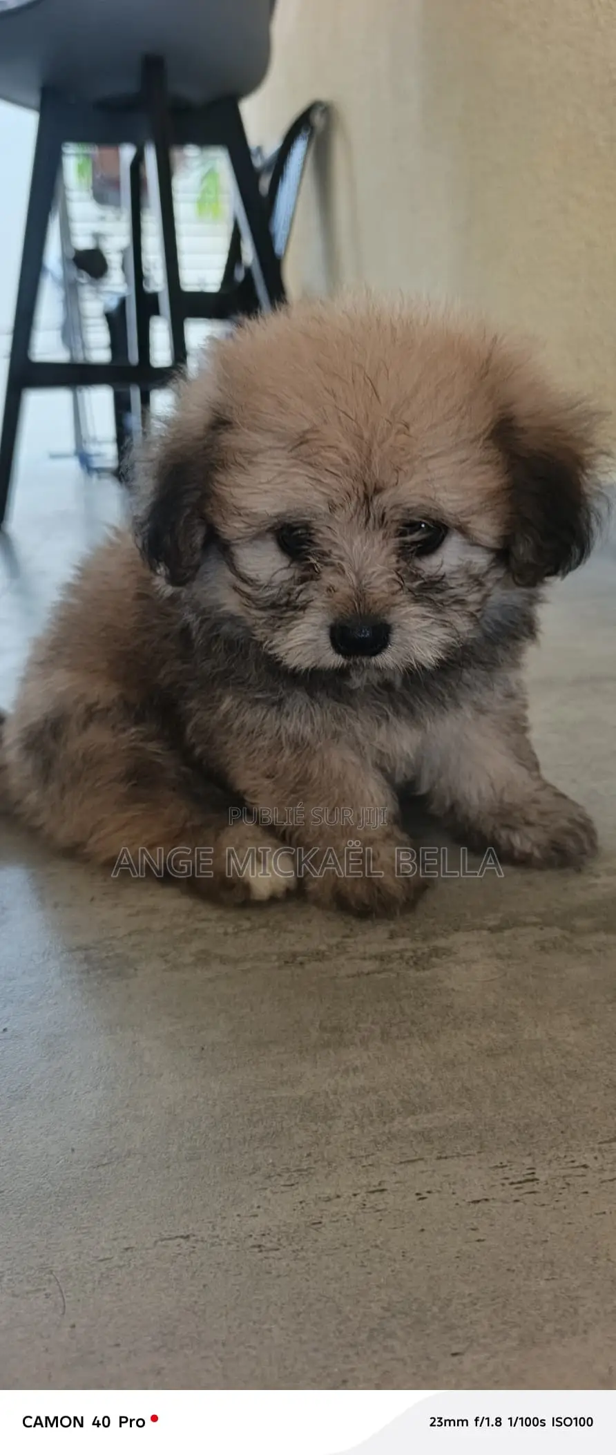 0-1 mois Homme Pure race German Shepherd